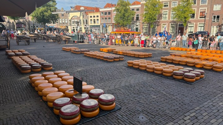 A vibrant outdoor cheese market with rows of large cheese wheels displayed on cobblestone, surrounded by a crowd of onlookers and colorful buildings in the background.